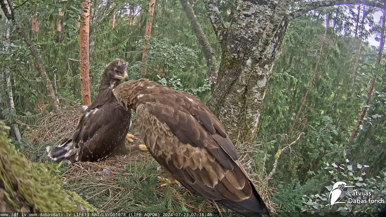 Mazais ērglis (Clanga pomarina), ligzda bērzā - LDF tiešraide 9-20-41 screenshot