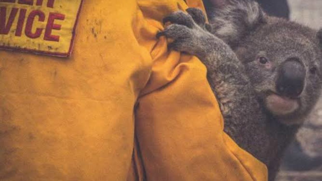 Especialistas sugieren congelar el esperma de los koalas para salvar su especie