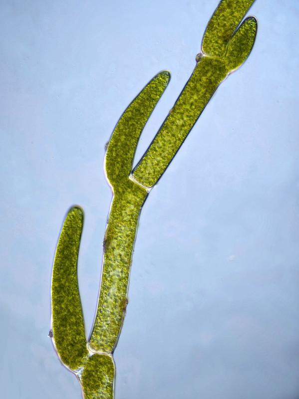 Cladophora 06 glomerata Knäuel-Ast-Alge Ast-Knospen DIK 25
