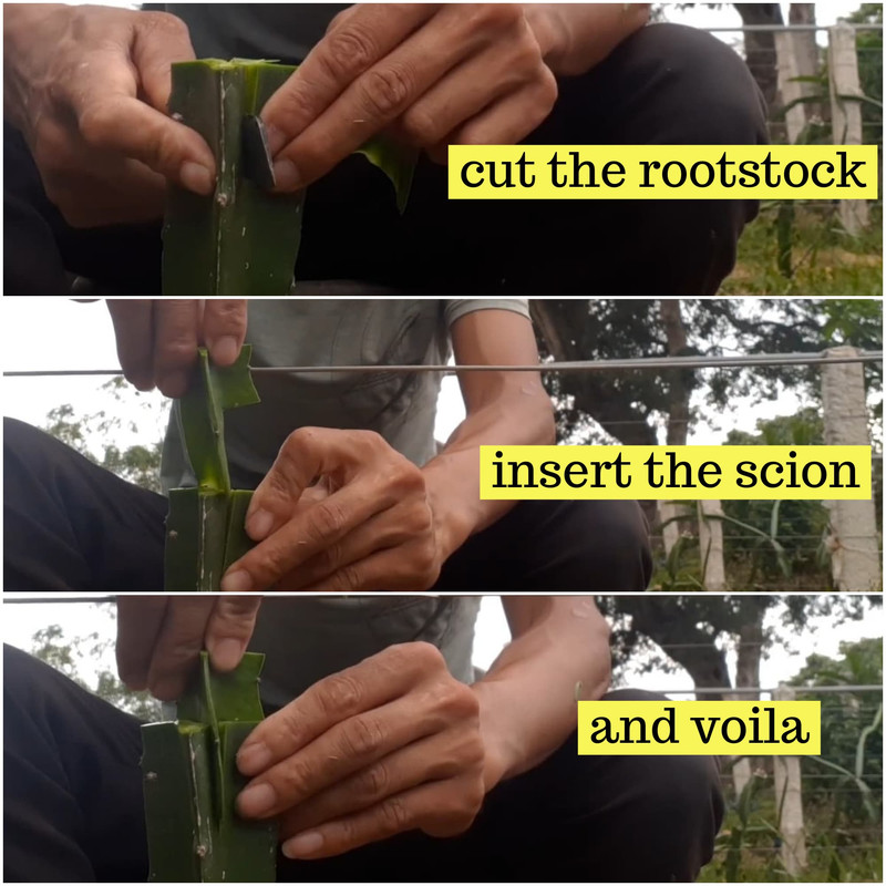 inserting-scion-into-rootstock-dragon-fruit.jpg
