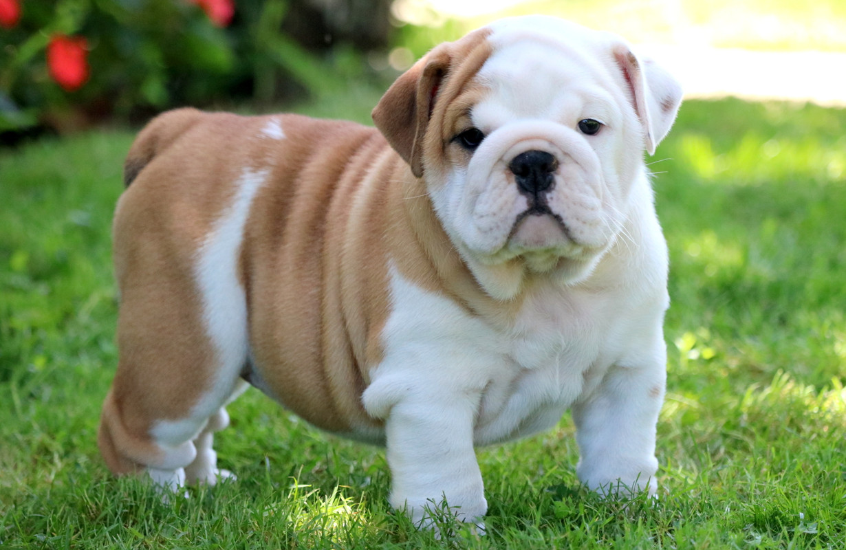 baby-bulldog.jpg