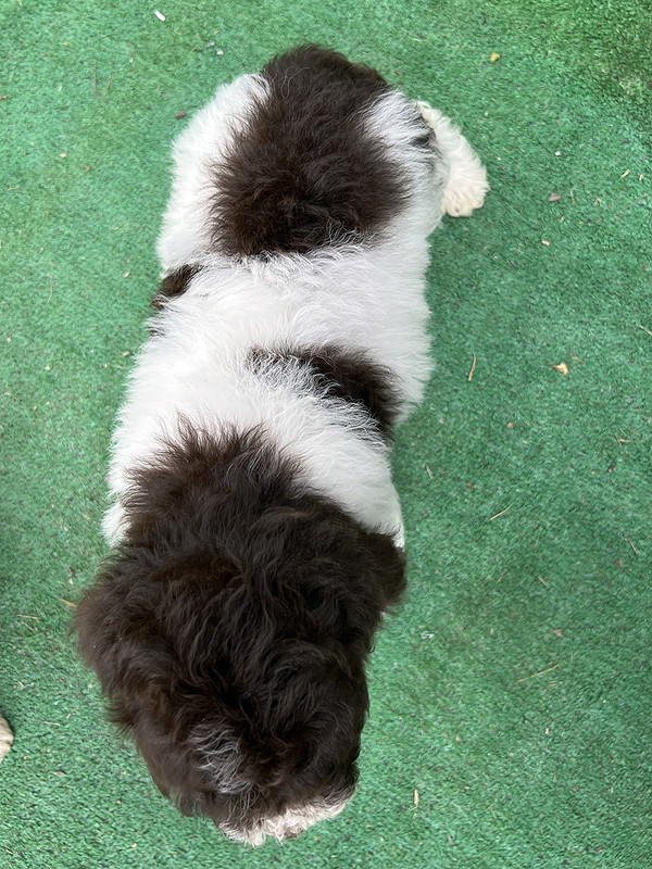 Lagotto Romagnolo female puppy for sale – Ideal Dale Energia – 48 days old – photo 3 – white and brown coat with beautiful markings