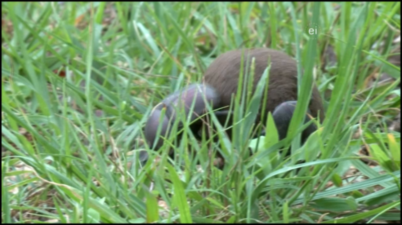 [Image: ad01bvc4la1c.png]