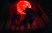 wolffull