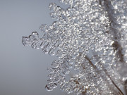 DSC01131-crop