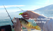 [Image: PERCH-ON-HYBRID.jpg]