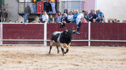 IMG-0079
