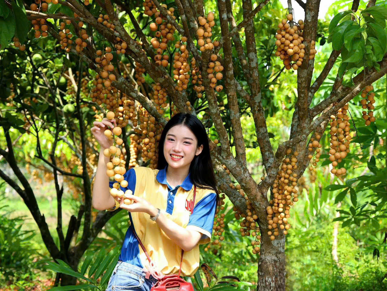 Vườn trái cây