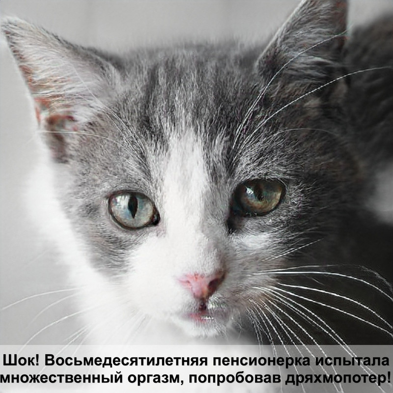 бенгальская кошка мраморный окрас