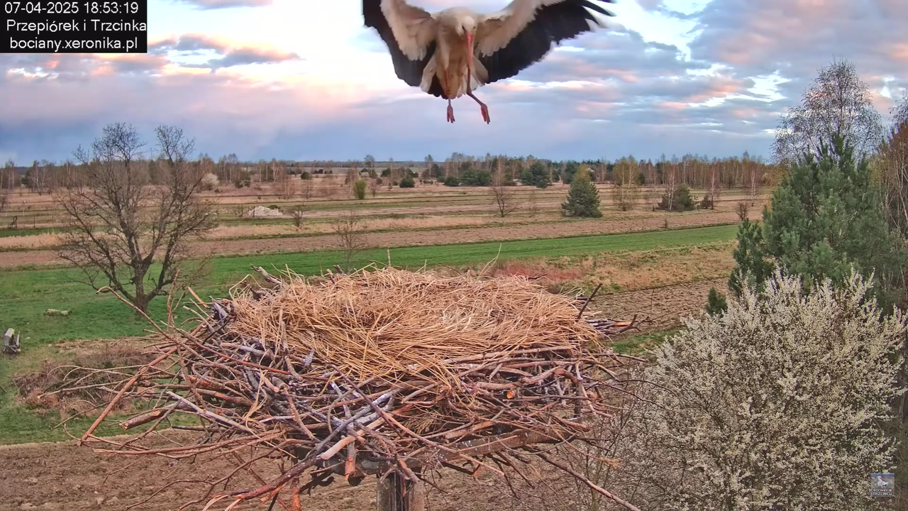 07042025wieczornybocian_3
