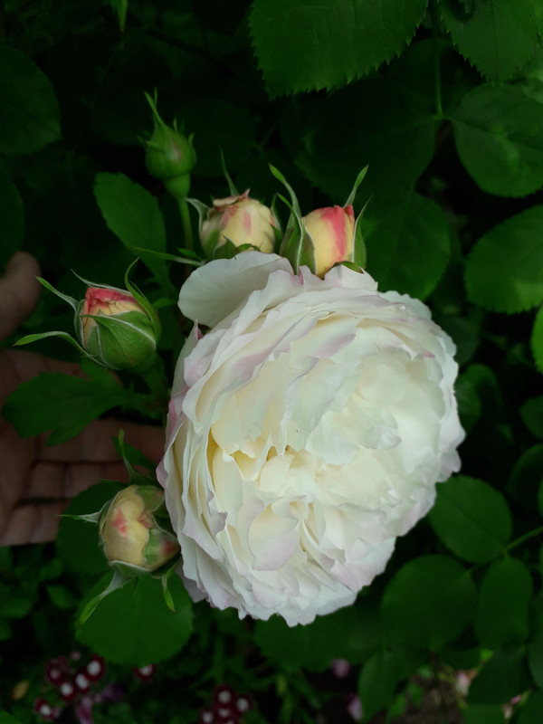 20190604_104352
