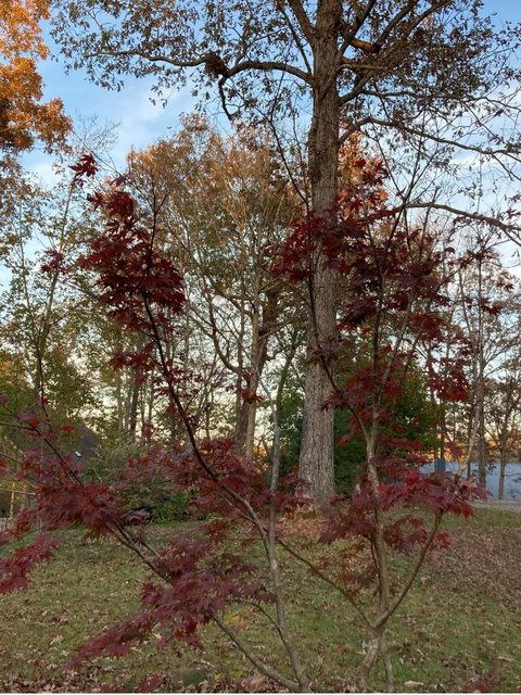 [Image: Japanese-Maple.jpg]