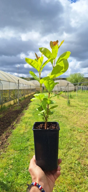 psidium longipetiolatum