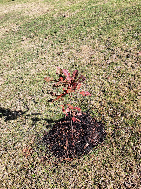 [Image: Shumard-Red-Oak-from-acorn-backyard-01-Dec2023.jpg]