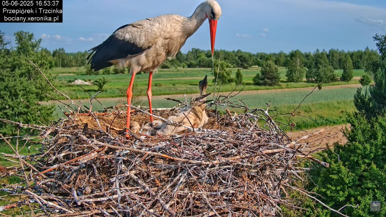 05062025bociany46