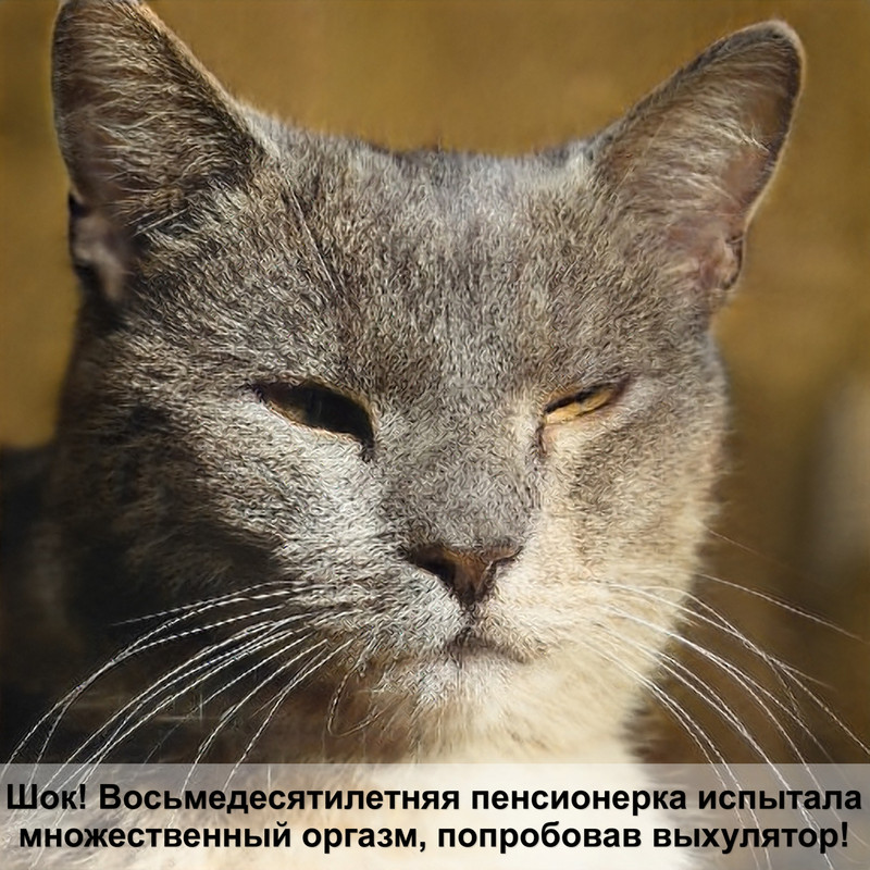 манчкин порода кошек окрасы