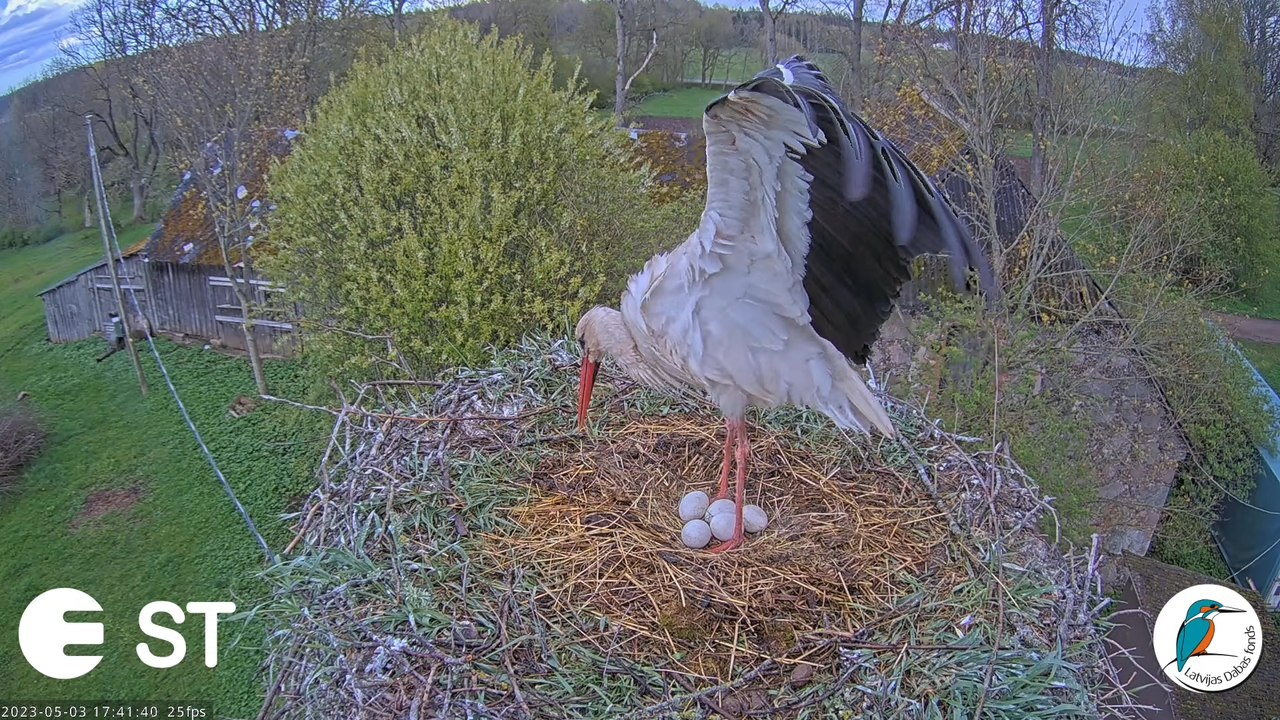 Baltie stārķi (Ciconia ciconia) Tukuma novadā - LDF tiešraide __ White storks in Tukums, Latvia 15-1