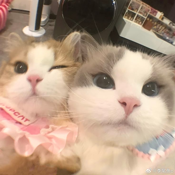 Cat 1