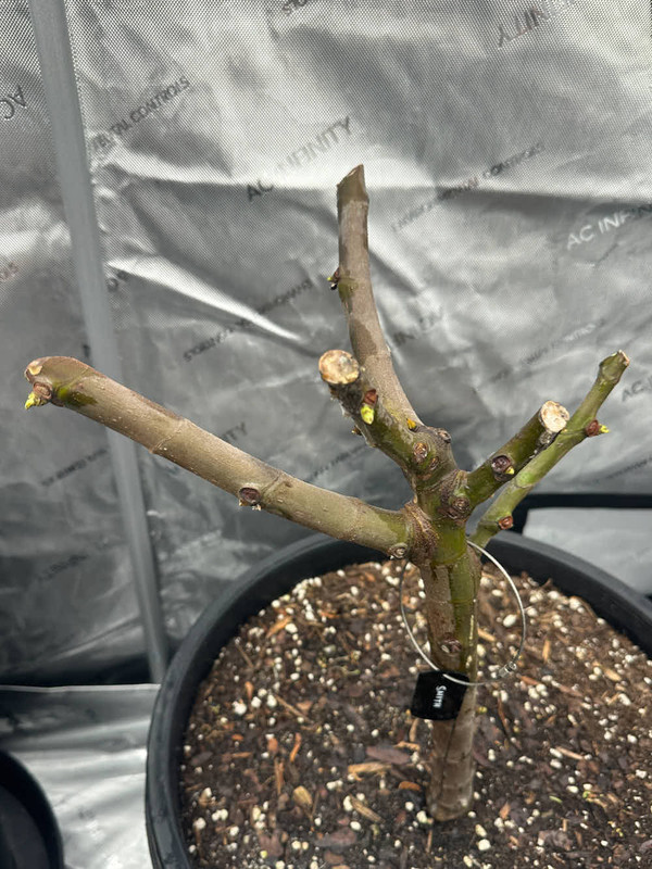 figs-21.jpg