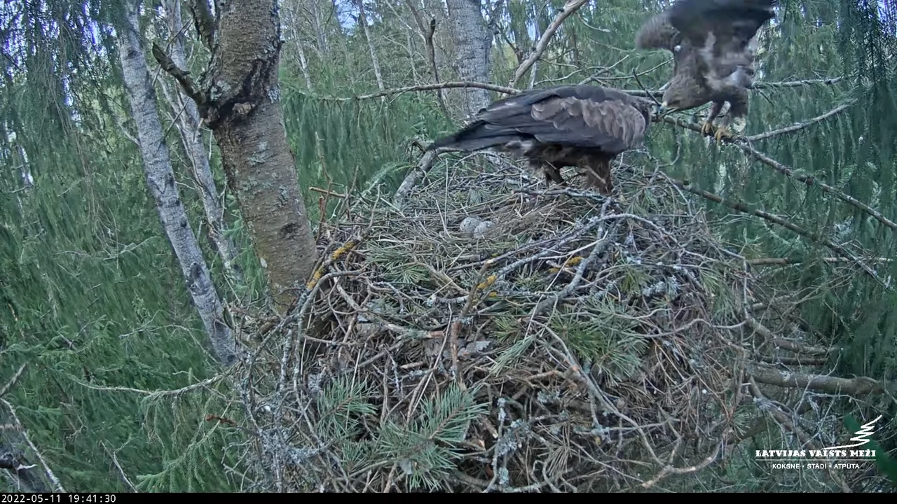 LVM mazais ērglis Lielā sala, egle – Lesser Spotted Eagle 10-41-27 screenshot