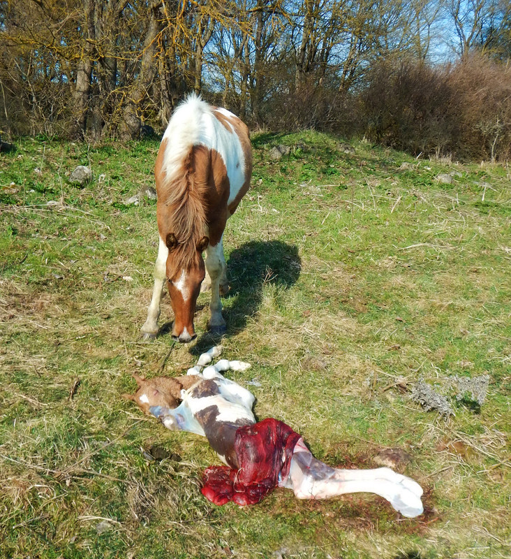 Гороховая дача 002-1