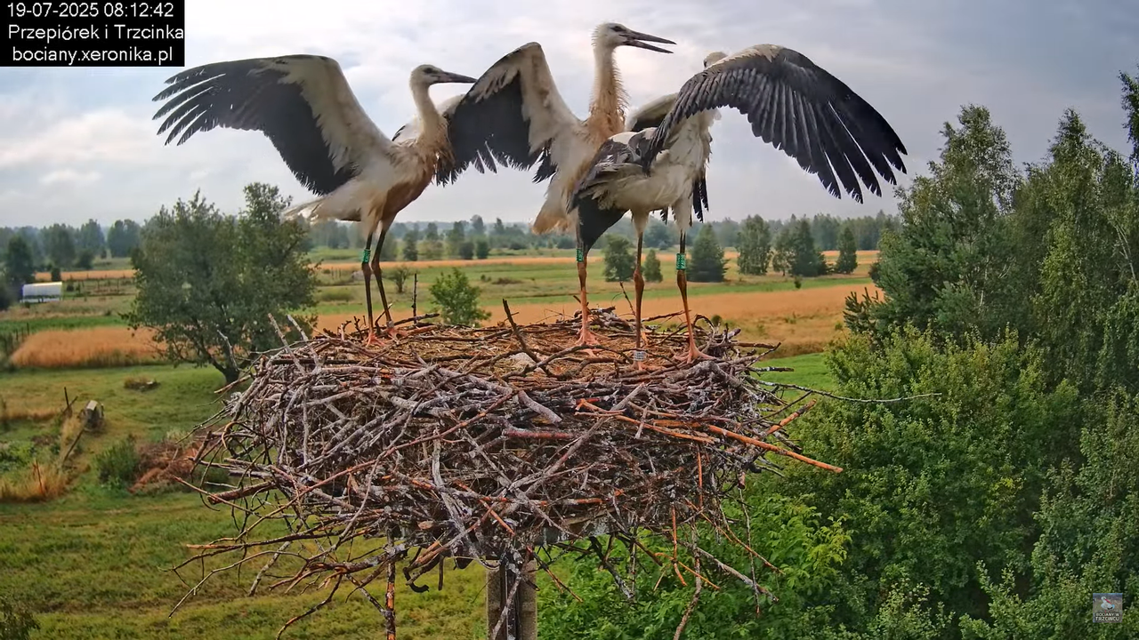 19072025bociany18
