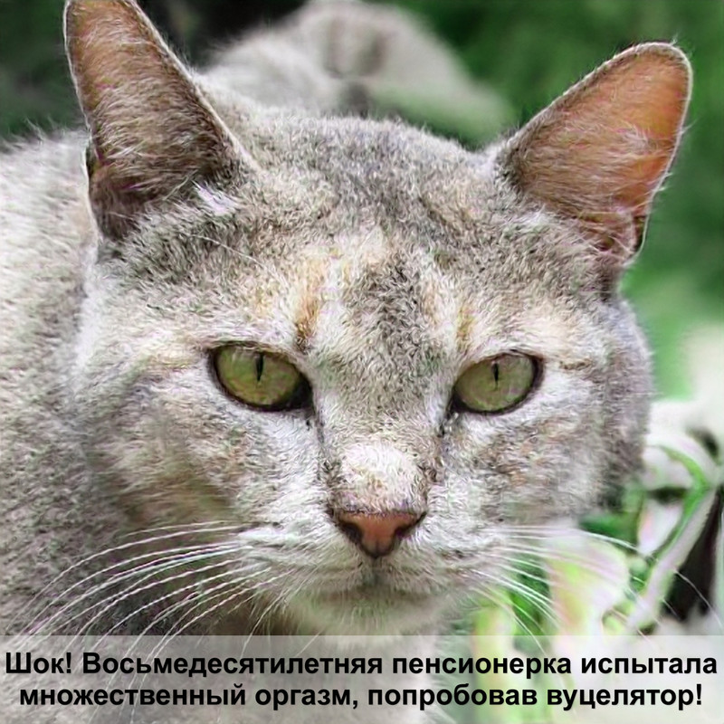 порода больших кошек мейн кун