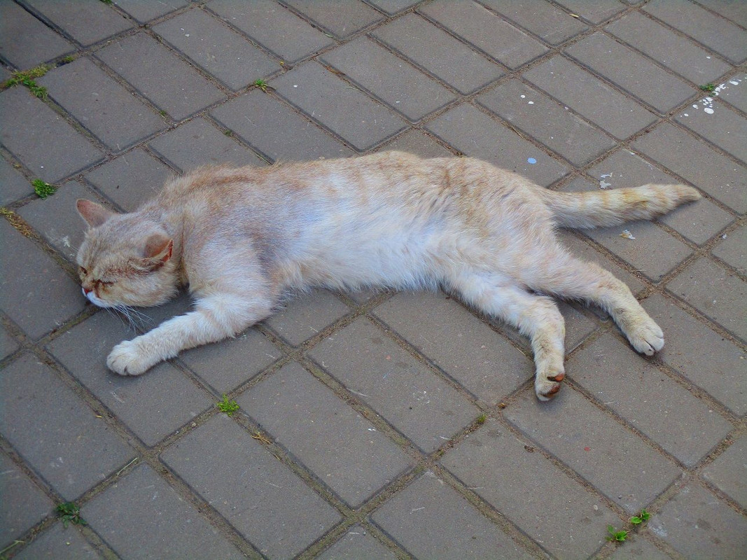 IMG-7038.jpg