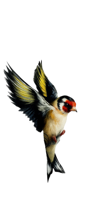 Goldfinch Heritage Illustration