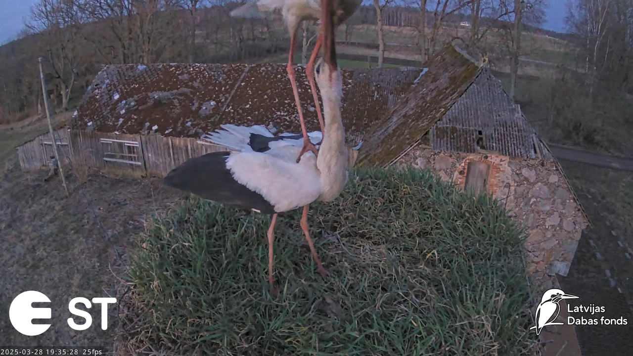 (16) Baltie stārķi (Ciconia ciconia) Tukuma novadā __ White storks in Tukums, Latvia - YouTube - 884