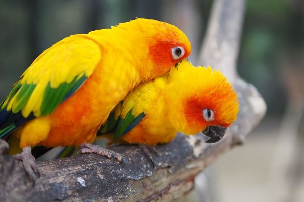 Sun Conure average Lifespan