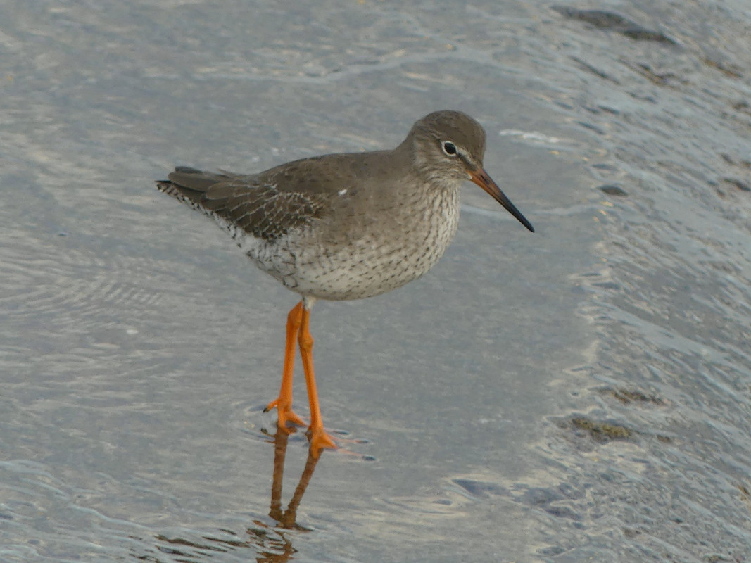 REDSHANK 94 151124