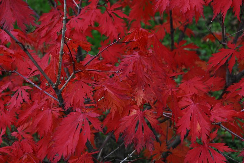 2013-10-09 Gehölze4