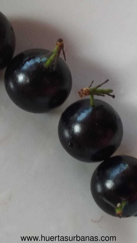 huertasurbanas_com_20191017_145512INTA_jaboticaba-7