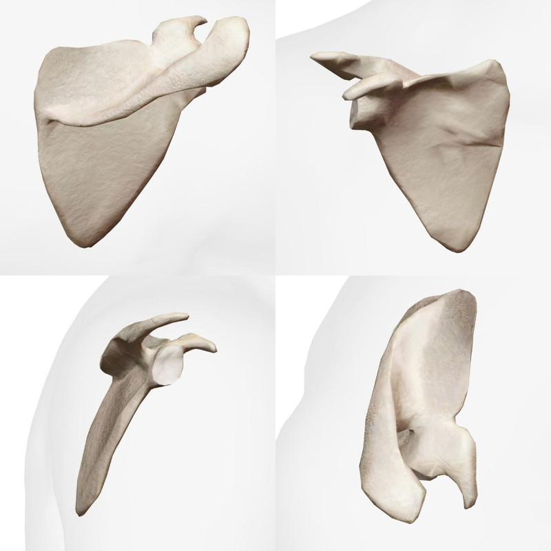 Articulations du Pied