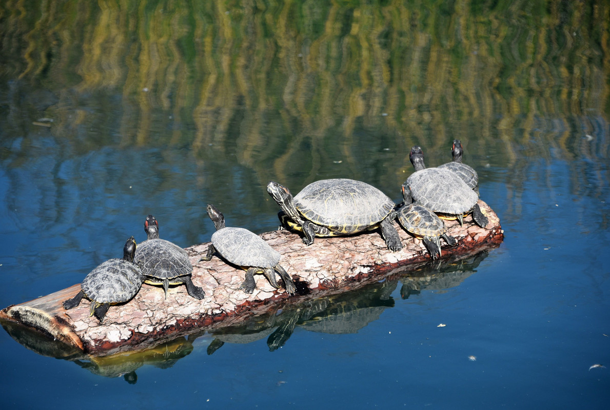 greyturtles.jpg