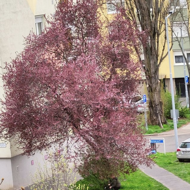 Kép