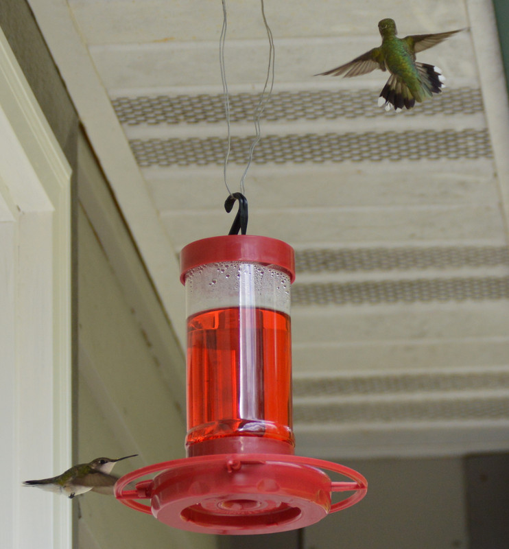 2021-5-6 Hummingbirds In Flight (12)