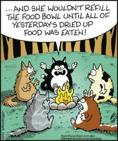 Cat Humor #8