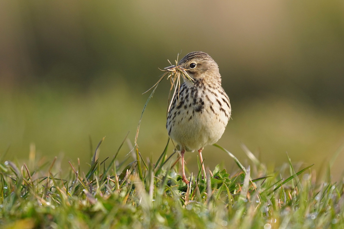 Graspieper op Terschelling