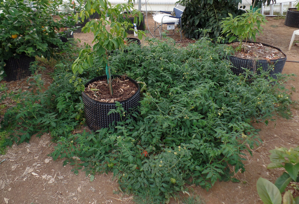 TomatoFeb14#2