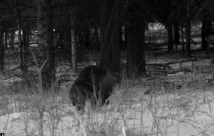 Wolverine terekam kamera untuk pertama kalinya di Taman Nasional Yellowstone