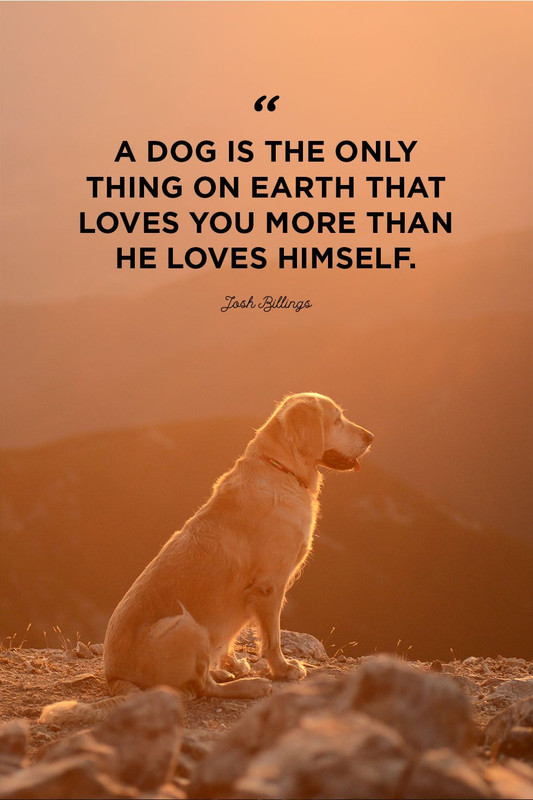 dog-quotes-psdloves-you-1550864955