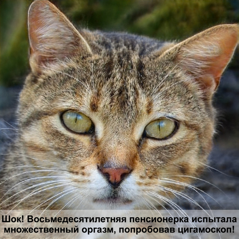 фото кот мейн кун