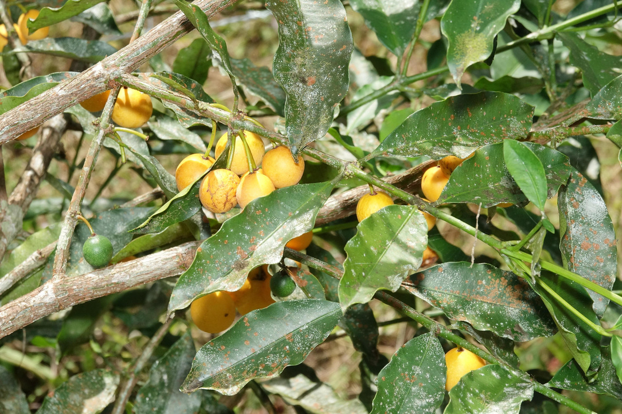 DSC06512 Garcinia amarilla