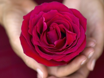 rose-in-handxx.jpg