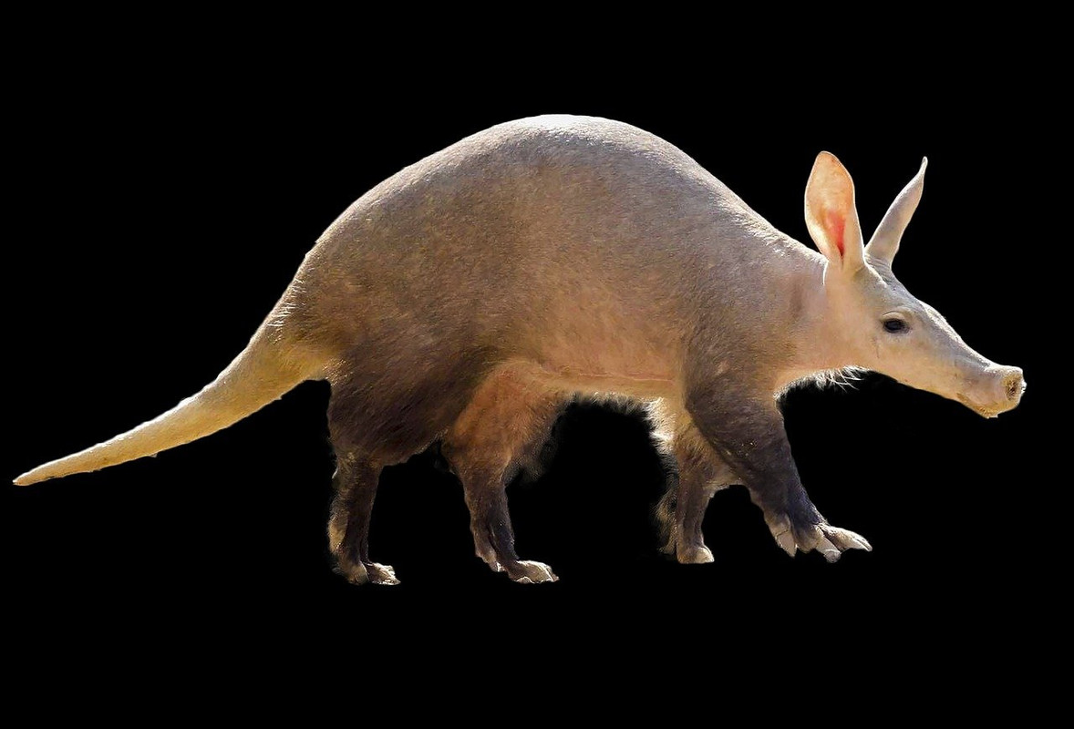aardvarken