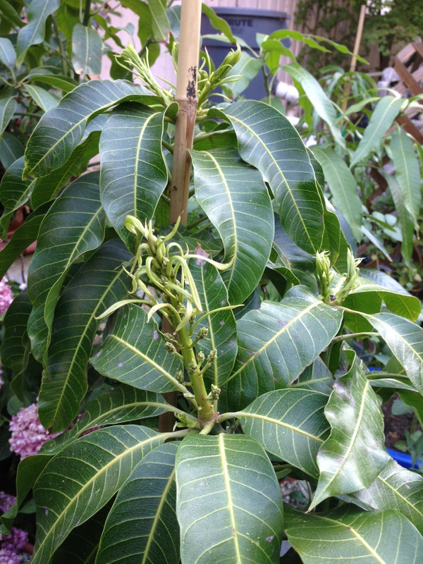 Nam Doc Mai Flower  overview