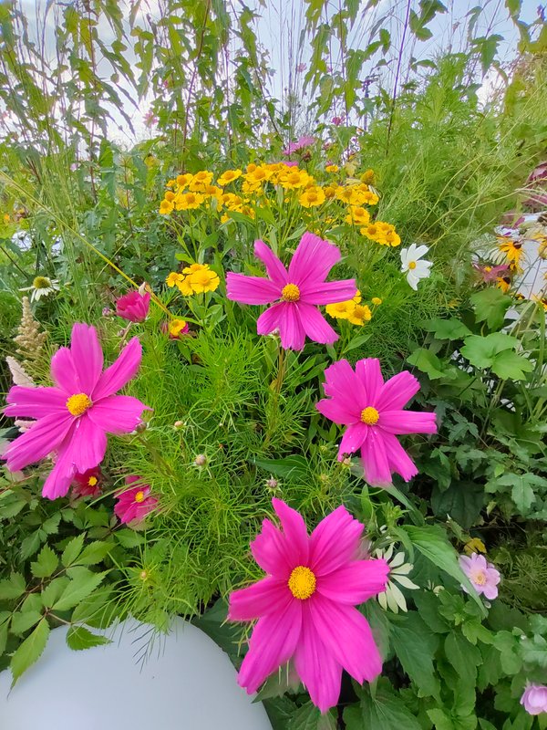 https://i.postimg.cc/HWPXg2H6/55-IMG-20230904-163641.jpg