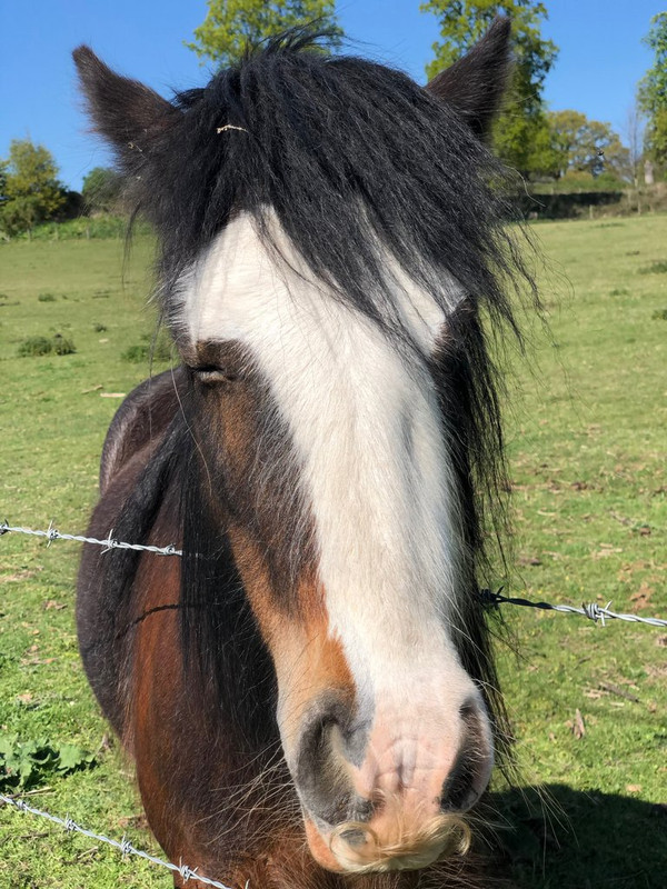 horse-2.jpg